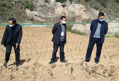 縣農(nóng)業(yè)農(nóng)村局“四個(gè)到位”抓實(shí)春季農(nóng)業(yè)生產(chǎn) 農(nóng)業(yè)信息咨詢