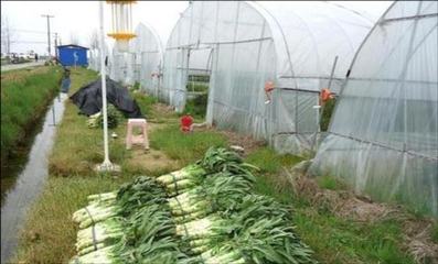 溫室種植萵苣 高溫下軟腐病的預防三步驟